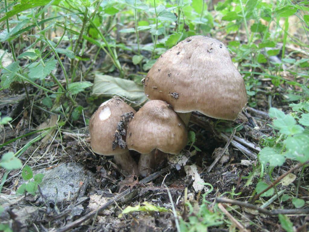 2005 :  Un anno di funghi